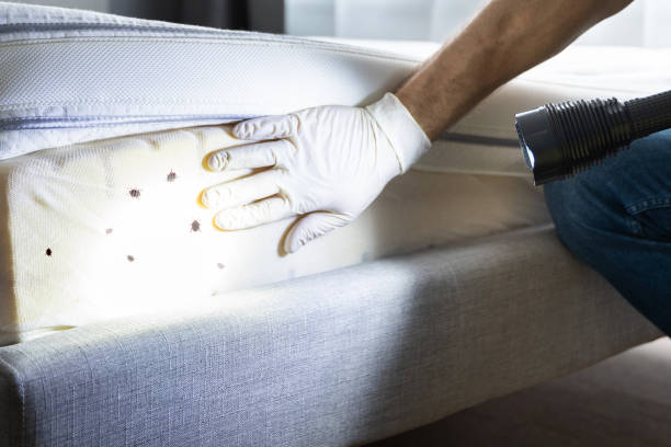Best Wasp Removal Services  in Longview, WA