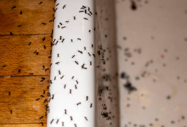  Longview, WA Pest Control Pros