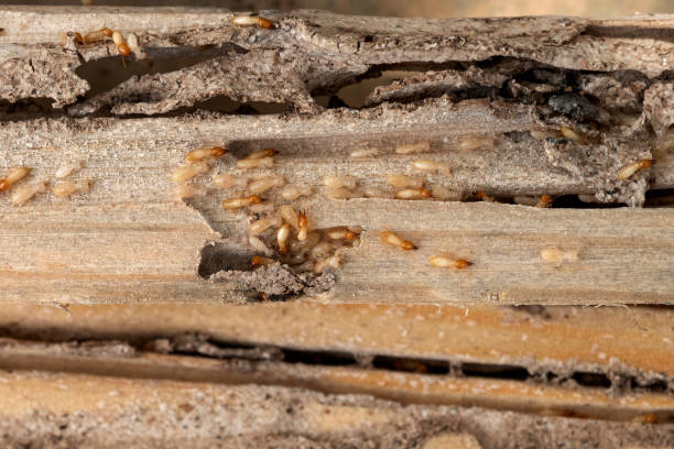 Best Termite Control Services  in Longview, WA