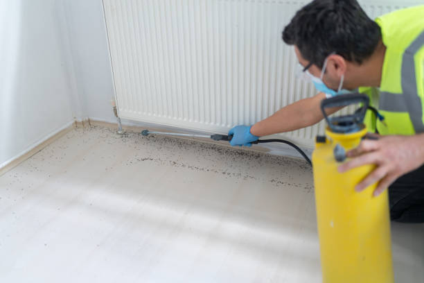 Best Local Pest Control Services  in Longview, WA